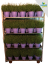 Lavandula ang. Kübel