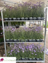 Catananche caerulea