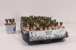 Muscari  blau-weiß "Emmy"