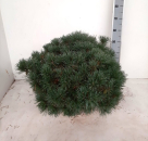 Pinus sylvestris watereri