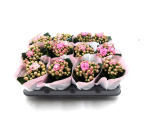 Mini Kalanchoe rosa