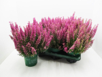 Erica gracilis "Beauty Queens" rosa