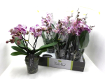 Phalaenopsis "Tablo" 2 Rispen lila gefleckt
