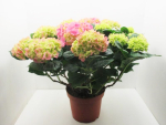 Hydrangea mac. Busch rosa