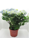 Hydrangea mac. Busch blau