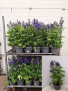 Delphinium Kübel