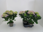 Hydrangea macro. blau