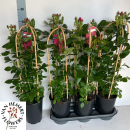 Rosen Doppelbogen rot