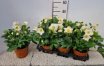 Helleborus "Wintersun" Tontopf