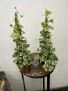 Hedera helix Pyramide