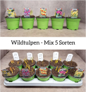 Wildtulpen Mix