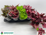 Begonia Rex Mix