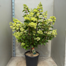 Hydrangea pan. Stamm "Vanilla Fraise"