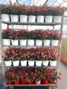 Fuchsia Kübel