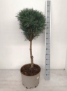 Pinus sylvestris "Fastigiata"