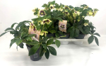 Helleborus "Viv Bicolor"