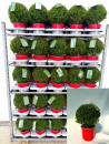 Ilex crenata Kugel