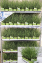 Miscanthus sin. "Strictus"