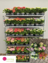 Hydrangea  macr. midi rosa