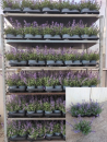 Nepeta fassenii