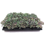Sedum cauticola