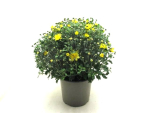 Chrysanthemum ind. Kübel
