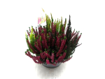 Calluna "Colorado" Schale