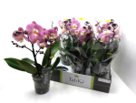 Phalaenopsis "Tablo" 2 Rispen altrosa "Cosmopolitan"