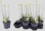 Craspedia globosa