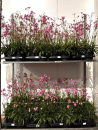 Lychnis Kübel rosa
