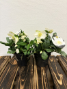 Helleborus niger "Adventstar"