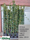 Hedera hibernica