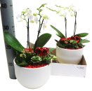 Phalaenopsis in Übertopf bepflanzt