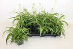 Chlorophytum com.