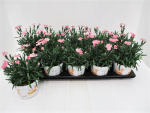 Dianthus 'Peach Party'