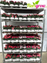 Dianthus car.