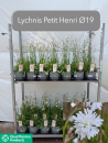 Lychnis Kübel weiß