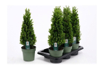 Ilex crenata Pyramide