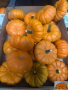 Cucurbita "Jack be Little"