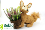 Calluna in Fuchs