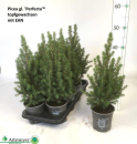Picea glauca 'Perfecta'