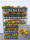 Heliopsis gelb