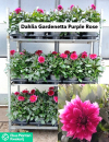 Dahlia "Purple Rose"