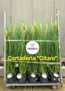 Cortaderia selloana