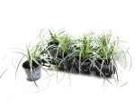 Carex "Feather Falls"