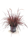Pennisetum "Fireworks"