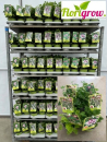 Pelargonium graevolens Mix