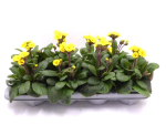 Primula elatior "Gold Nugget" gelb