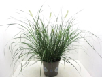 Pennisetum alopec. "Hameln"