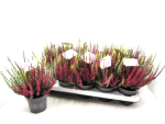 Calluna "High Five"